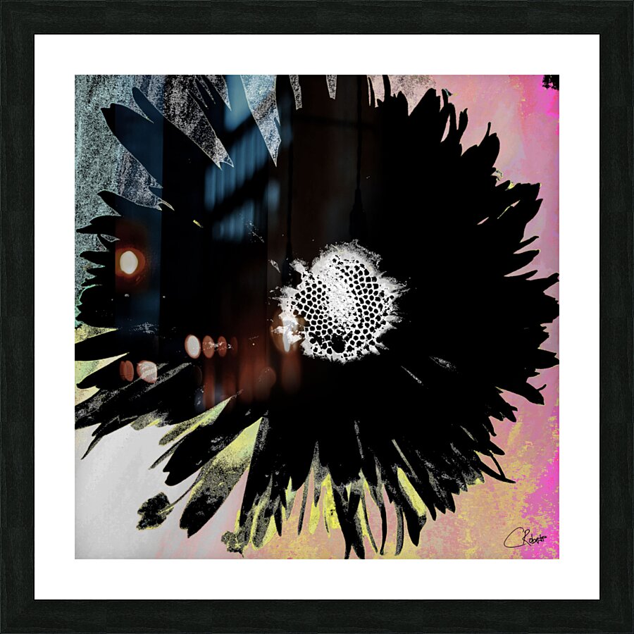 Black Daisy White Centre on a Coloured Abstract Background Picture Frame print