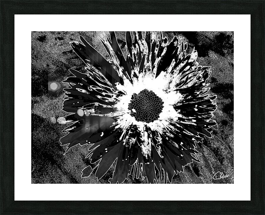 Darkly Monochrome Daisy Flower on a Dark Abstract Background Picture Frame print