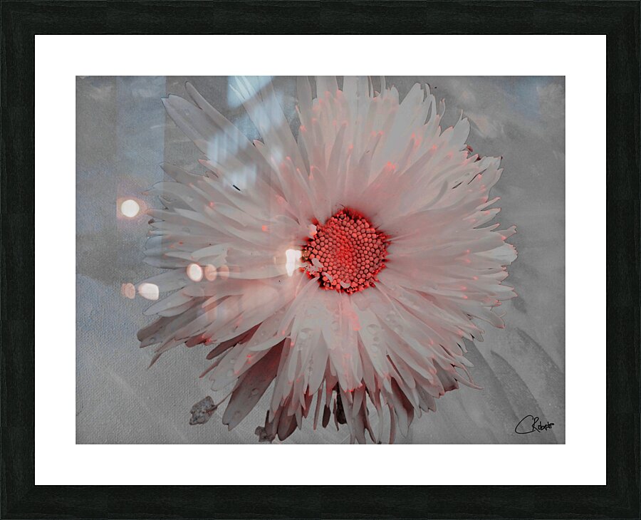 Pink Abstract Daisy Flower Centre on a Grey Abstract Background Picture Frame print