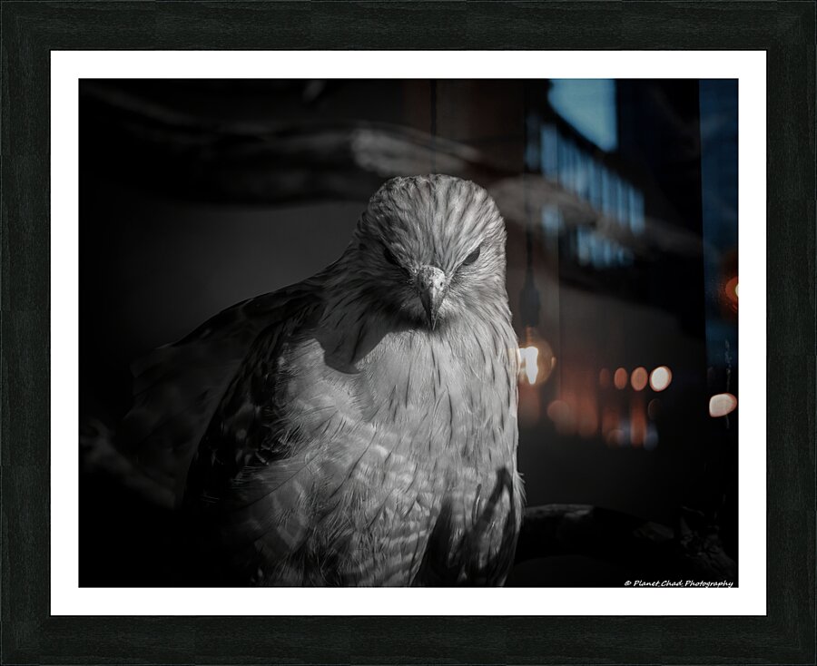 Red Shouldered Hawk - From the Shadows  Framed Print Print