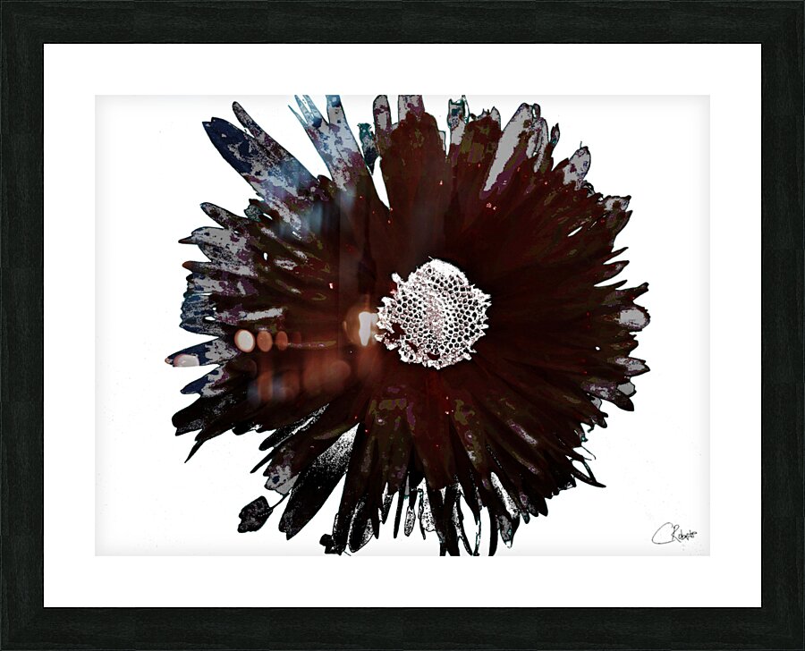 Dark Burgundy Distressed Daisy on  a Pale Abstract Background Picture Frame print