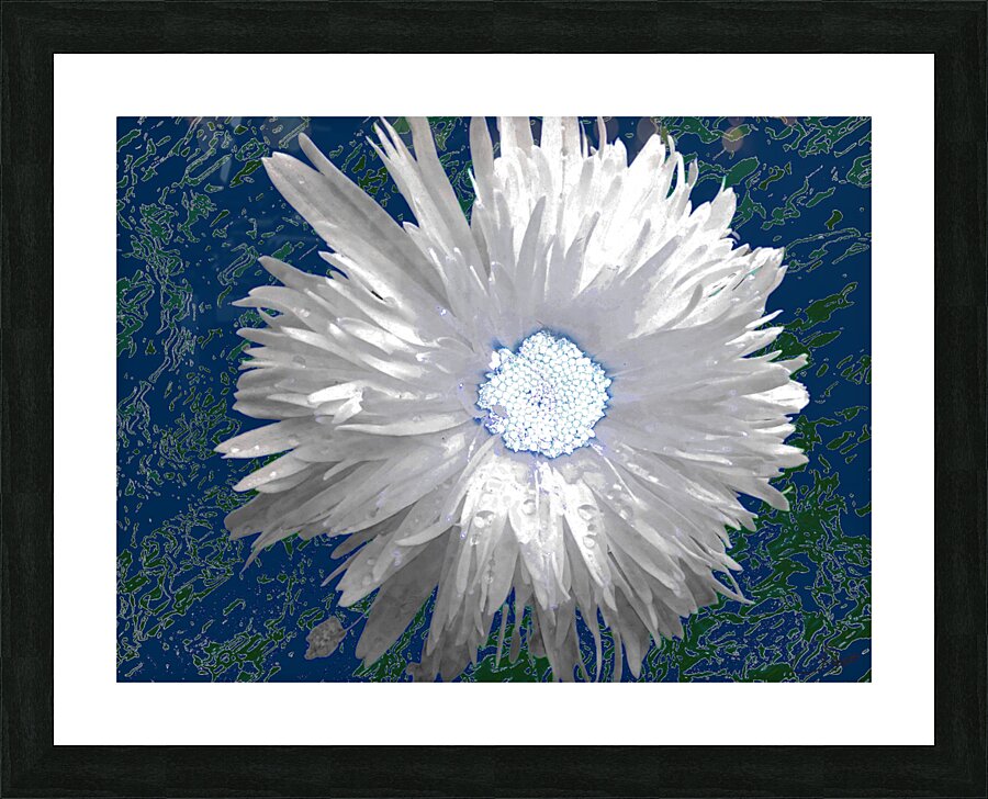 White Daisy Flower with Light Turquoise Centre on an Abstract Background Picture Frame print