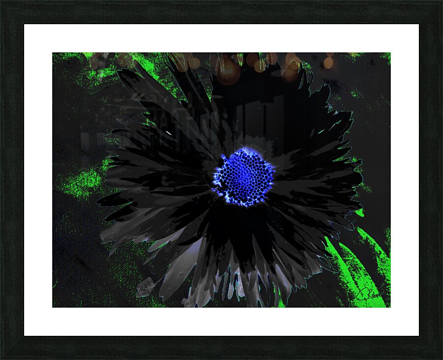  Abstract Dark Double Daisy Flower on a Dark Abstract Background Picture Frame print