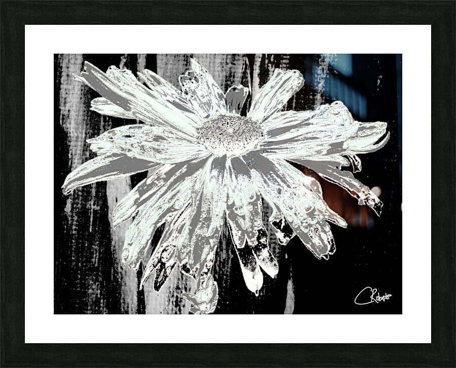  Paler Mint Distressed Daisy Flower on a Dark Abstract Background Picture Frame print