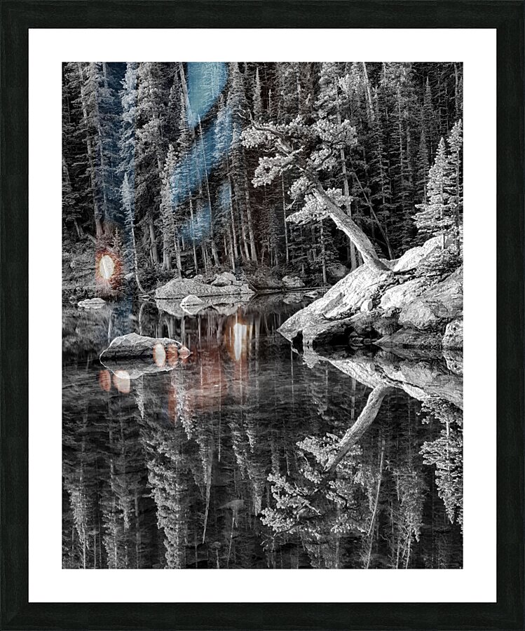 Reflecting Pine B_W Picture Frame print
