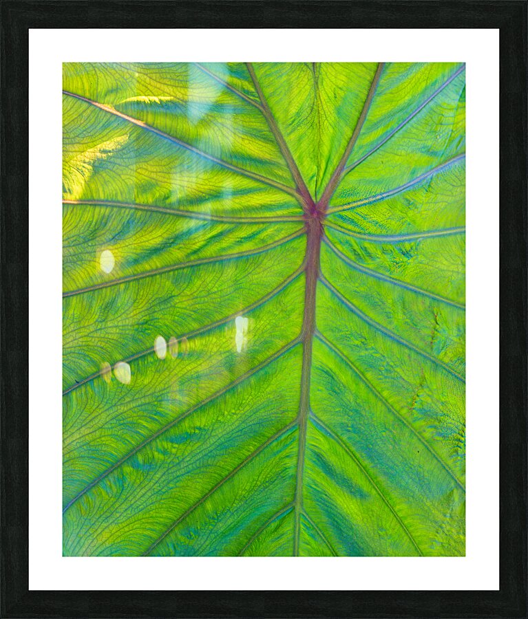 Elephant Ear Leaf Picture Frame print