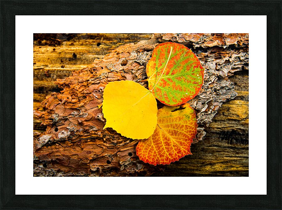 Aspen Leaves On Pine Bark Picture Frame print