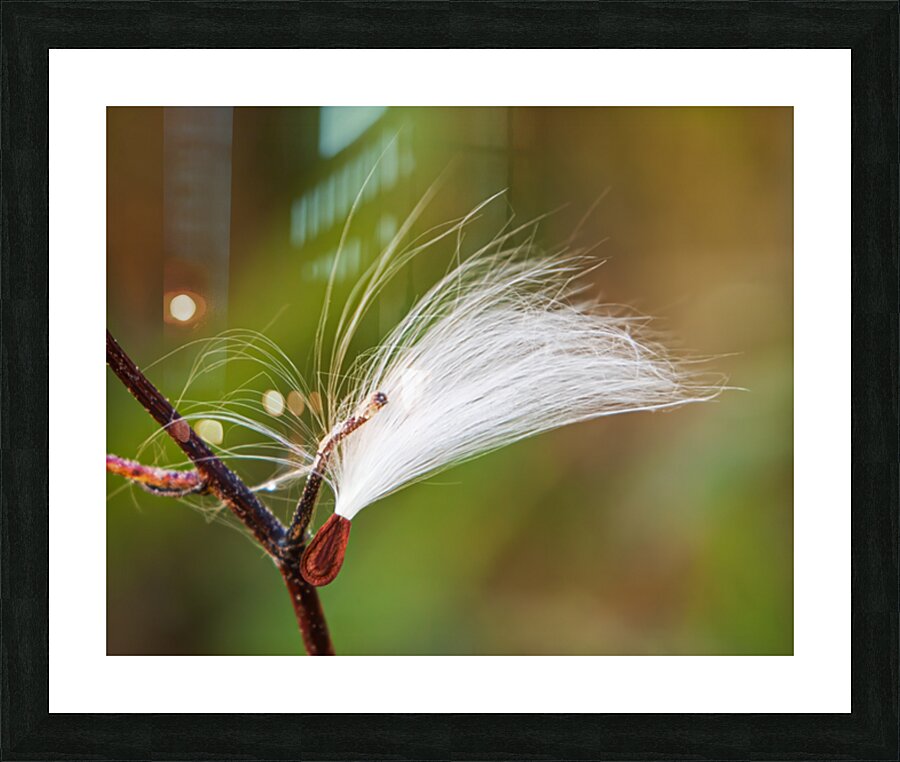 Trapped Picture Frame print