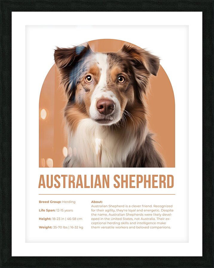 Australian Shepherd Informative Poster Picture Frame print