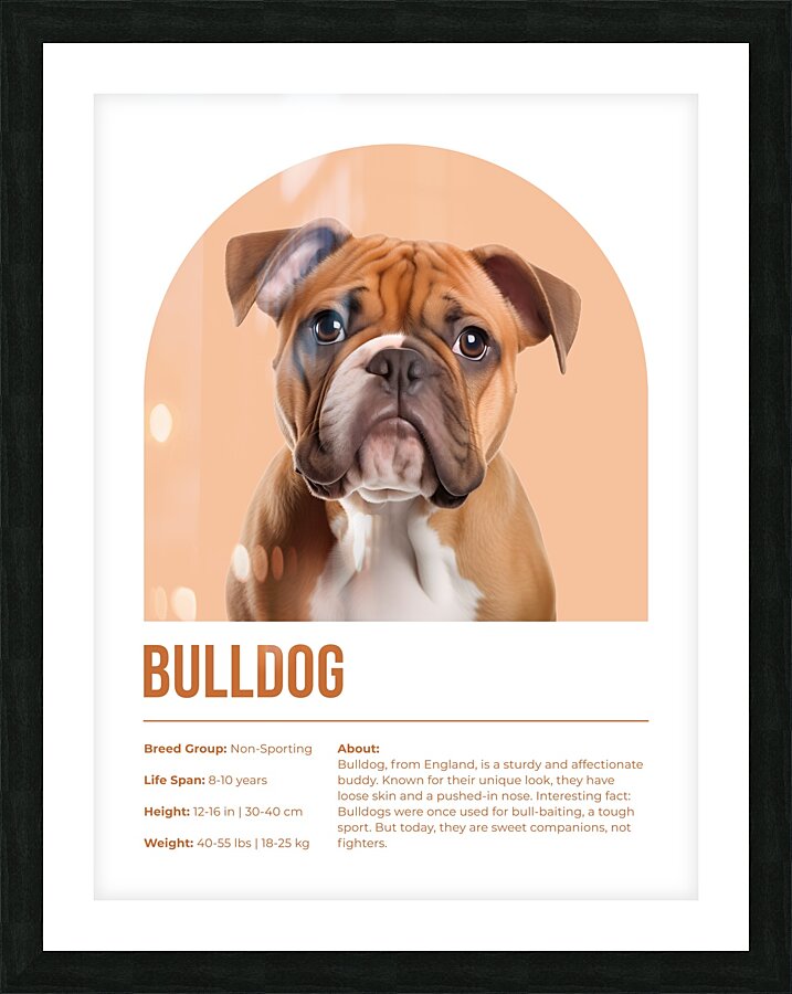 Bulldog Informative Poster Picture Frame print