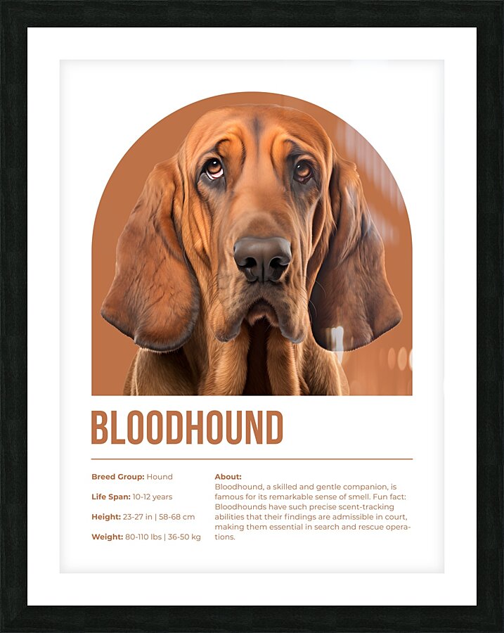 Bloodhound Informative Poster Picture Frame print