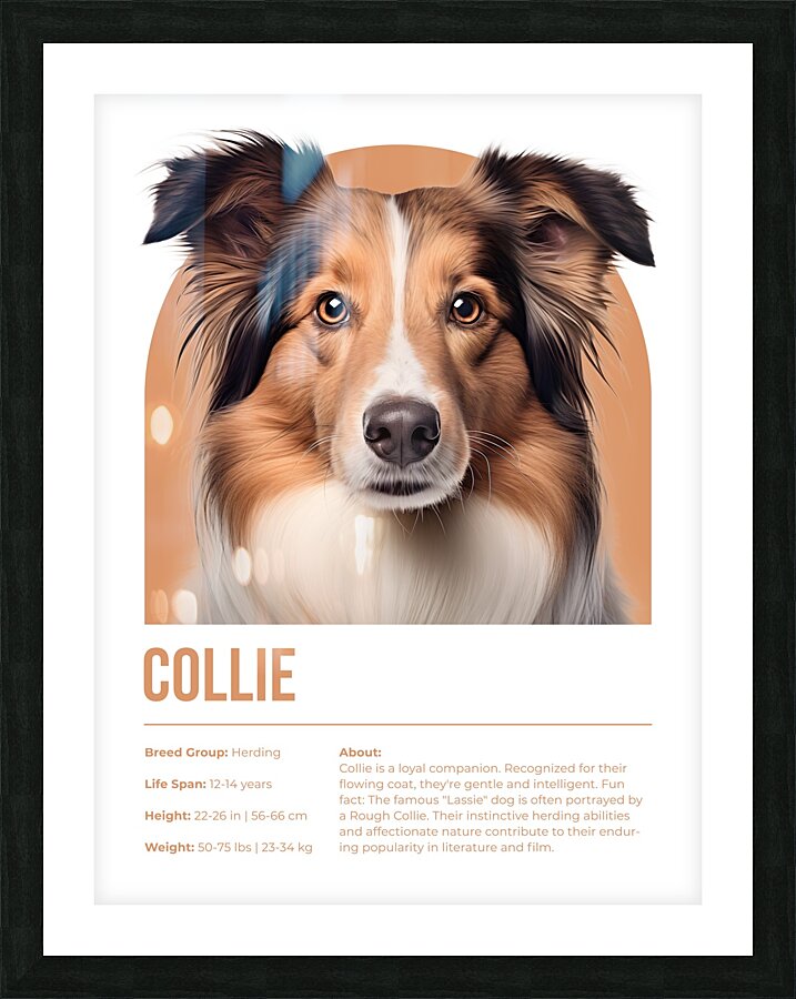 Collie Informative Poster Picture Frame print