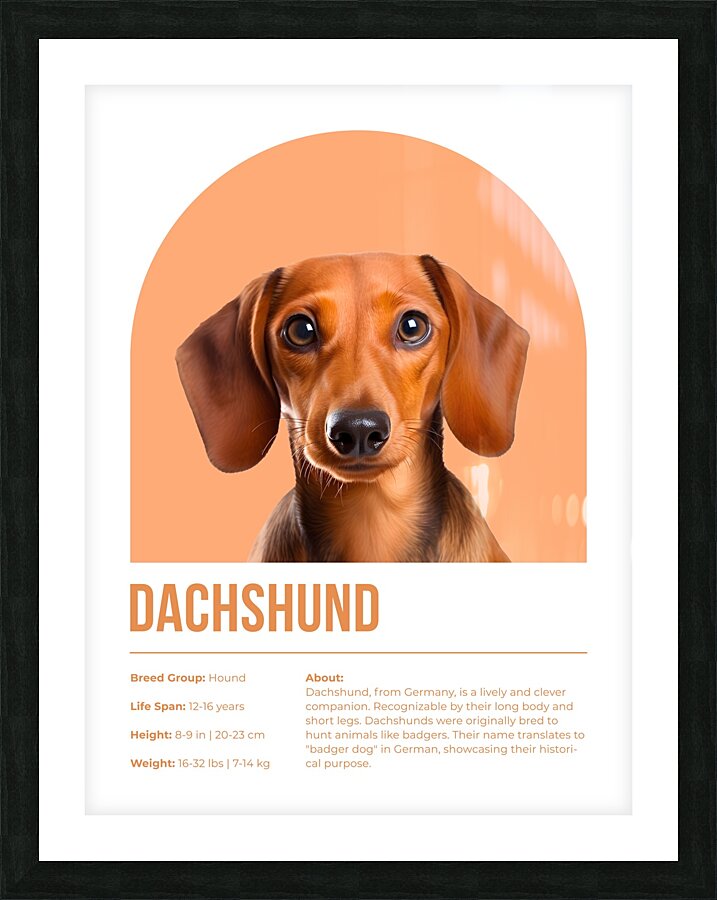 Dachshund Informative Poster Picture Frame print