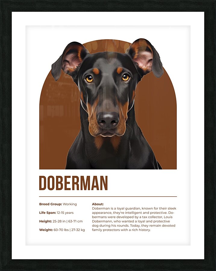 Doberman Informative Poster Picture Frame print