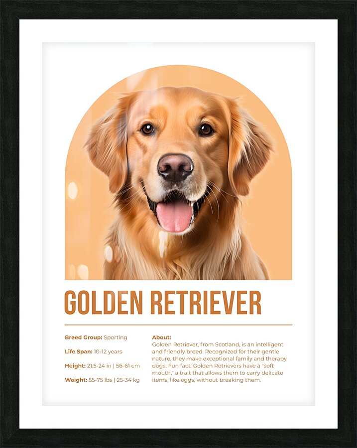Golden Retriever Informative Poster Picture Frame print