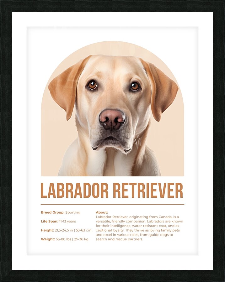 Labrador Retriever Informative Poster Picture Frame print