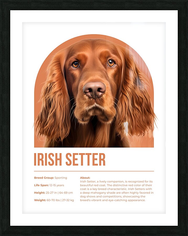 Irish Setter Informative Poster Picture Frame print