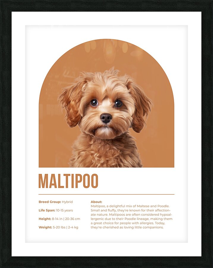 Maltipoo Informative Poster Picture Frame print
