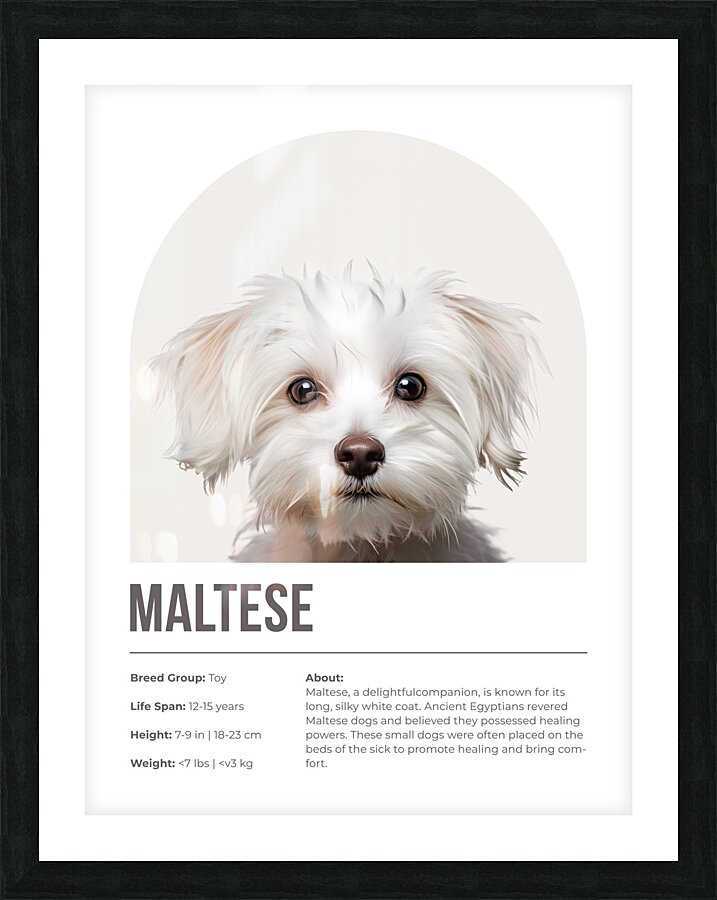 Maltese Informative Poster Picture Frame print