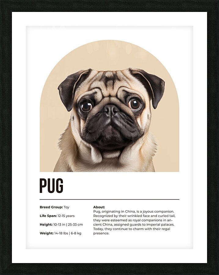 Pug Informative Poster Picture Frame print