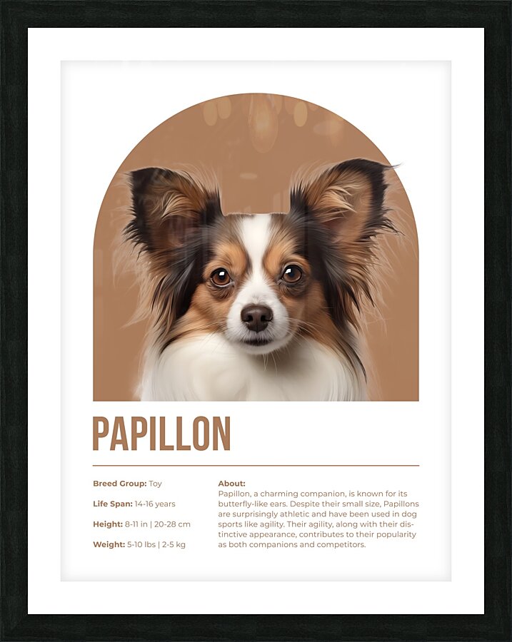 Papillon Informative Poster Picture Frame print