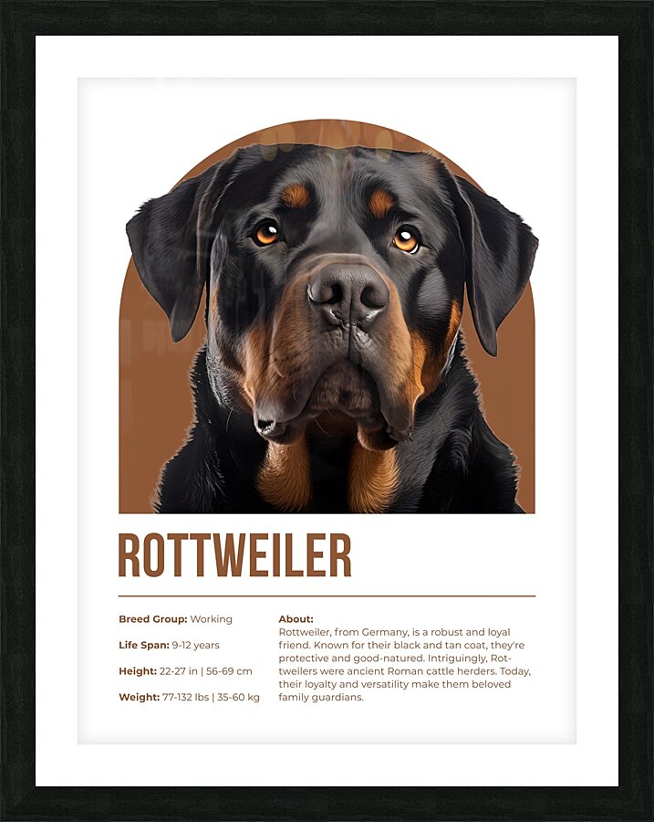 Rottweiler Informative Poster Picture Frame print