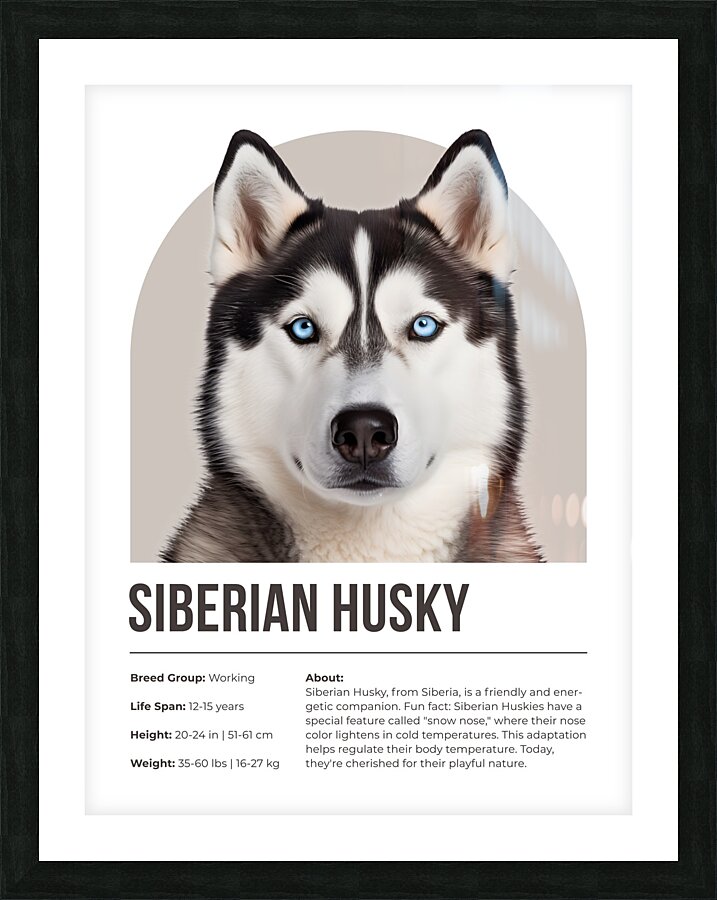 Siberian Husky Informative Poster Picture Frame print