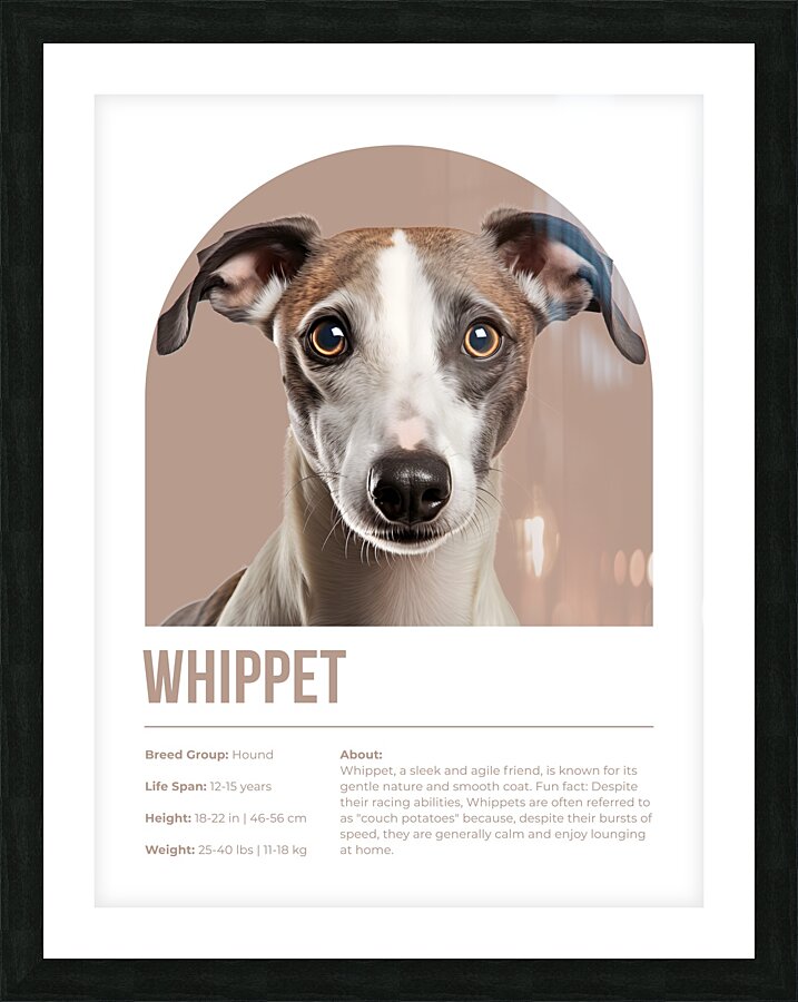 Whippet Informative Poster Picture Frame print