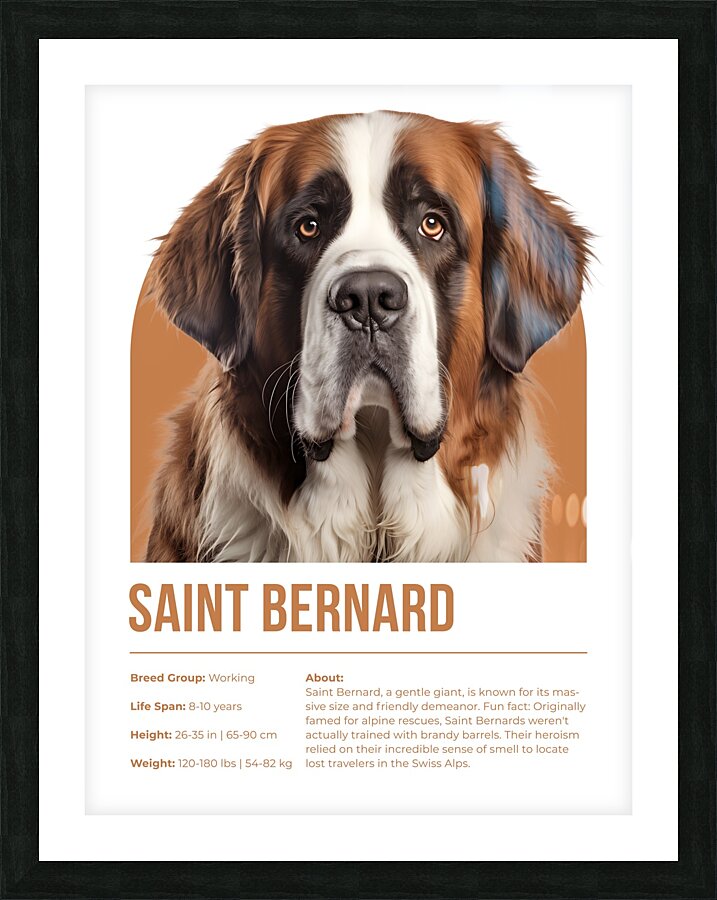 Saint Bernard Informative Poster Picture Frame print