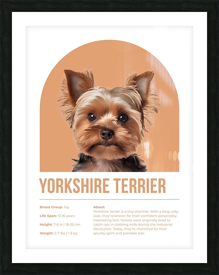 Yorkshire Terrier Informative Poster Picture Frame print