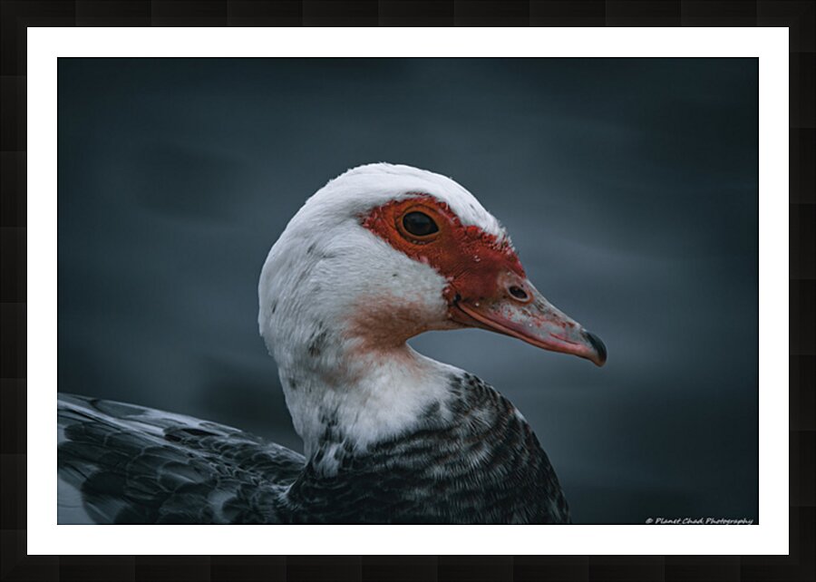 Beautiful Muscovy Duck Picture Frame print
