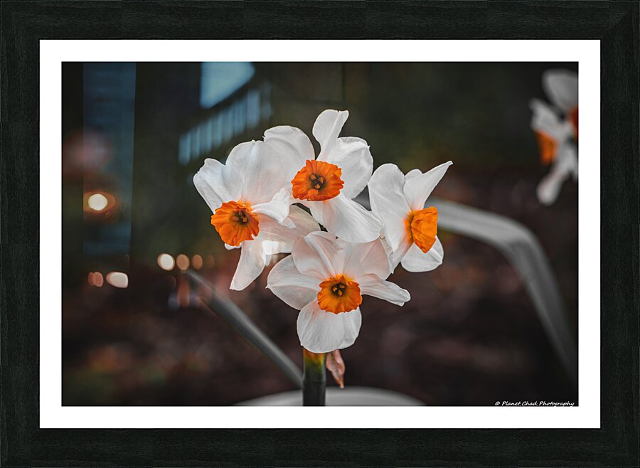 Bunchflower Daffodil - Artistic  Framed Print Print