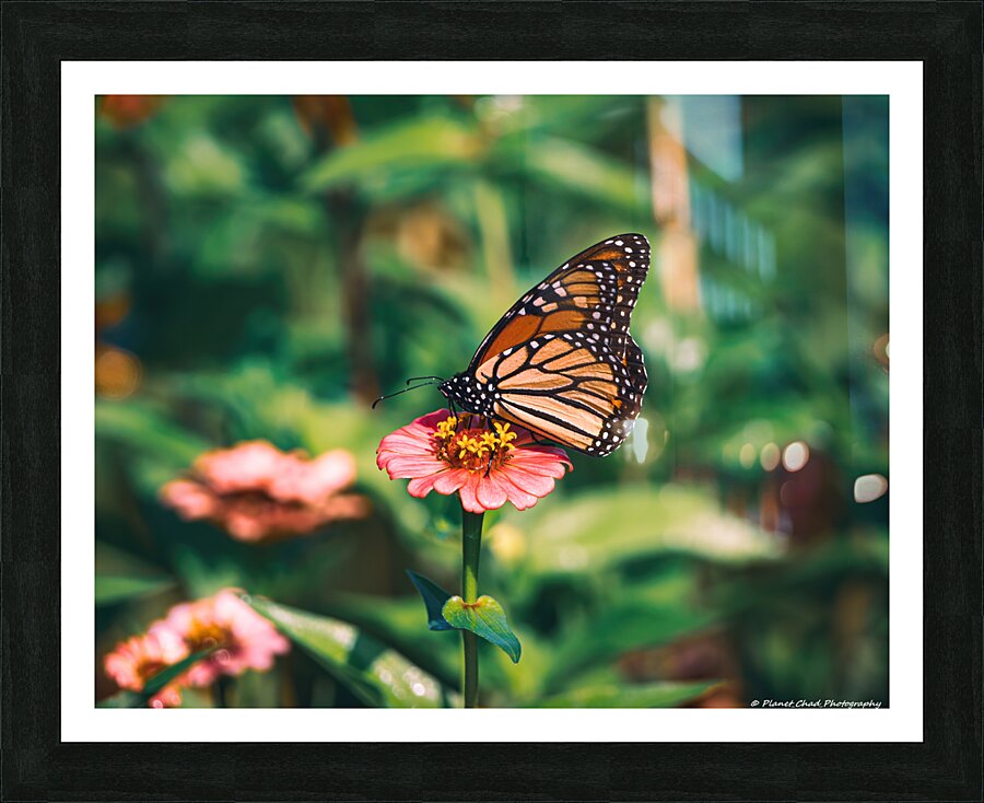 Monarch Butterly - Zinnia Love  Framed Print Print