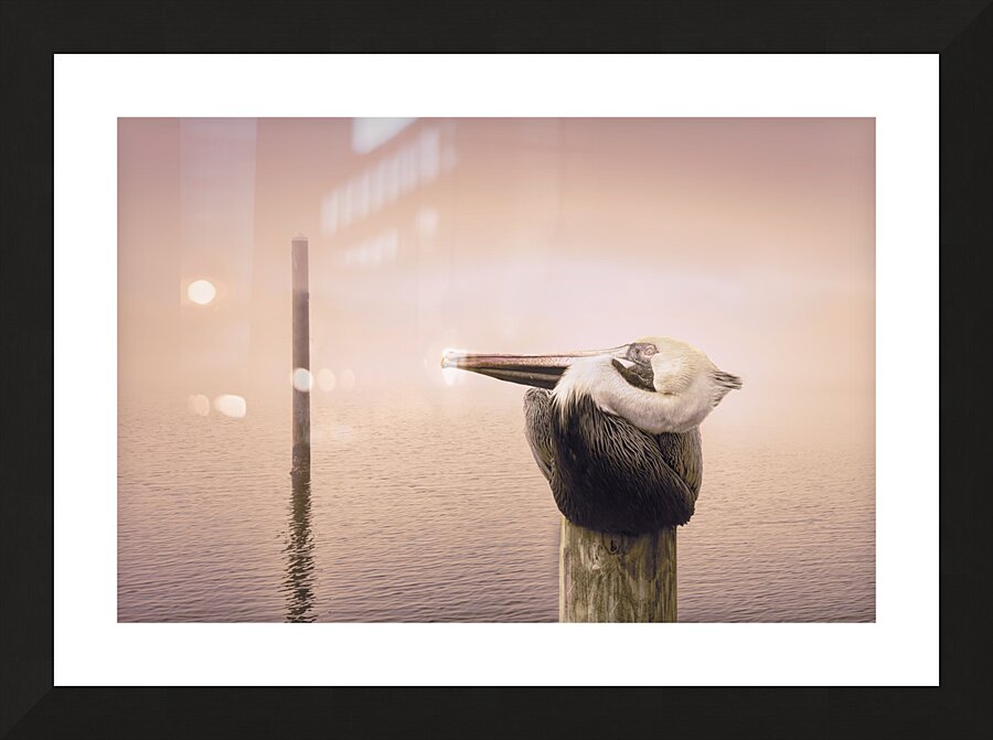 Pensacola Florida Pelican in Fog Picture Frame print