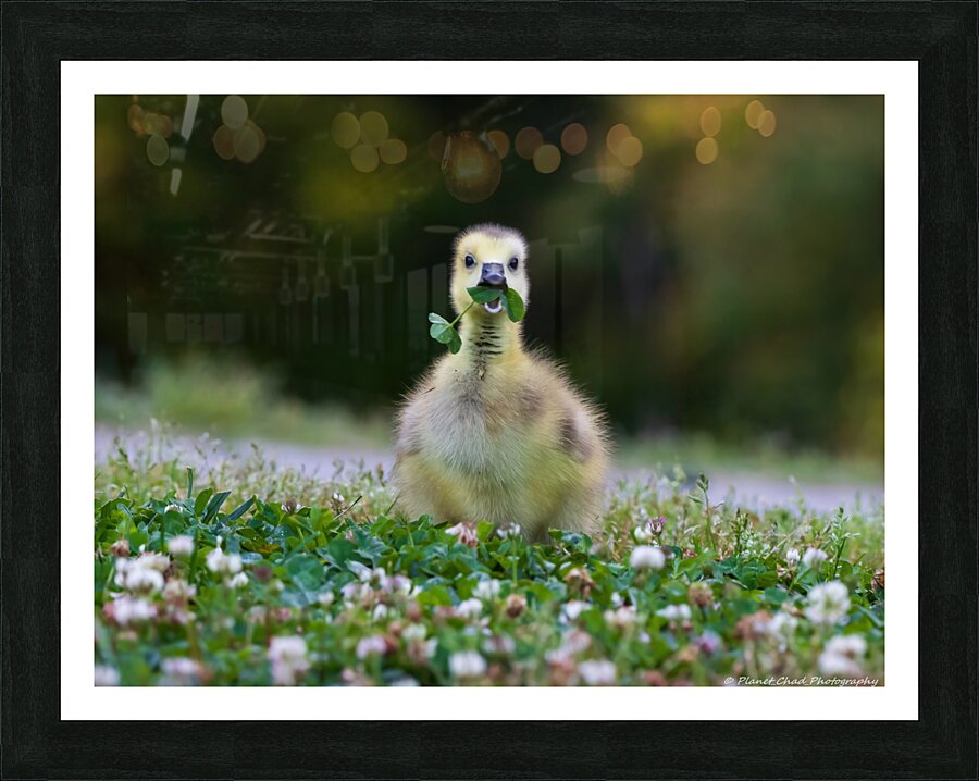 Canada Goose - Happy Gosling  Framed Print Print