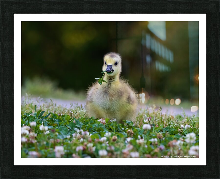 Canada Goose - Adorable Gosling  Framed Print Print