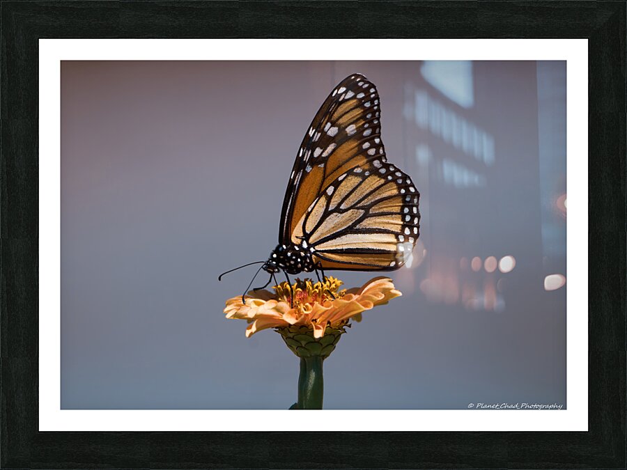 Beautiful Monarch Butterfly  Framed Print Print