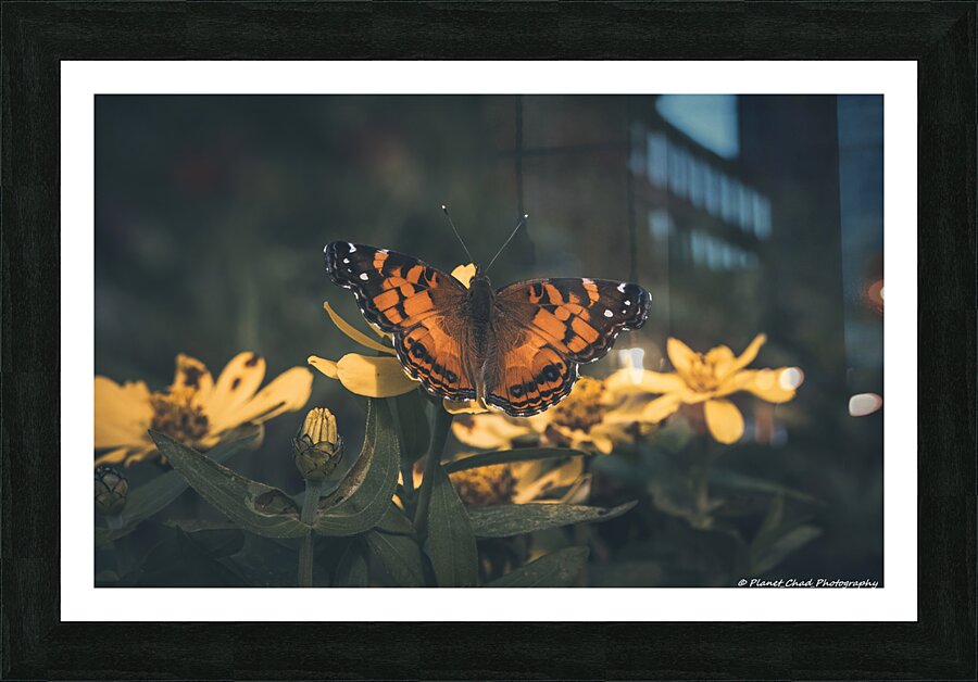 Painted Lady Butterfly - Artistic  Framed Print Print