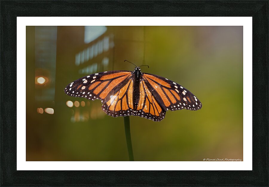Monarch Butterfly Wing Spread  Framed Print Print