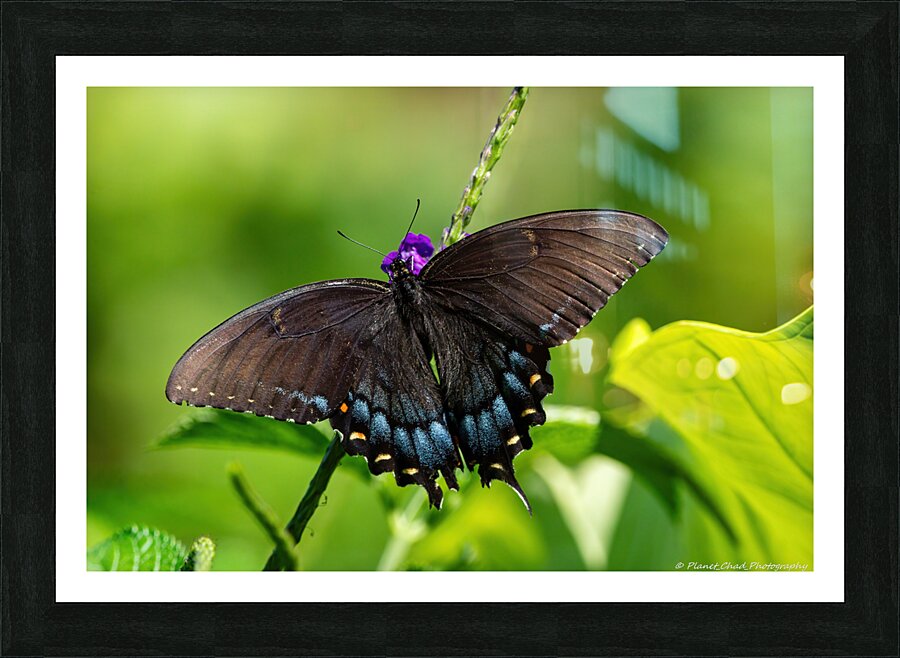 Eastern Tiger Swallowtail Dark Morph  Framed Print Print