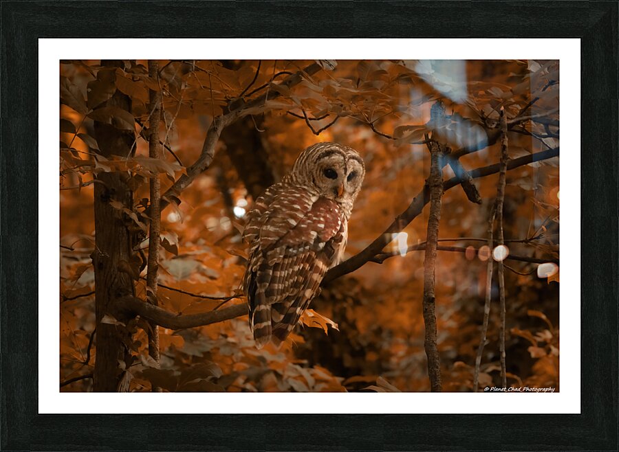  Fine Art print