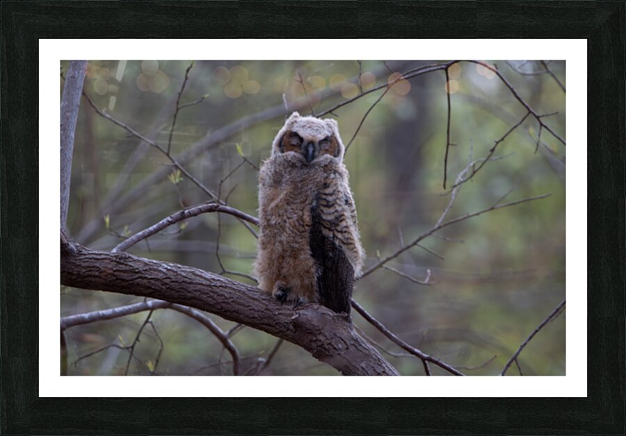 Great Horned Owlet - Forest Nap  Framed Print Print