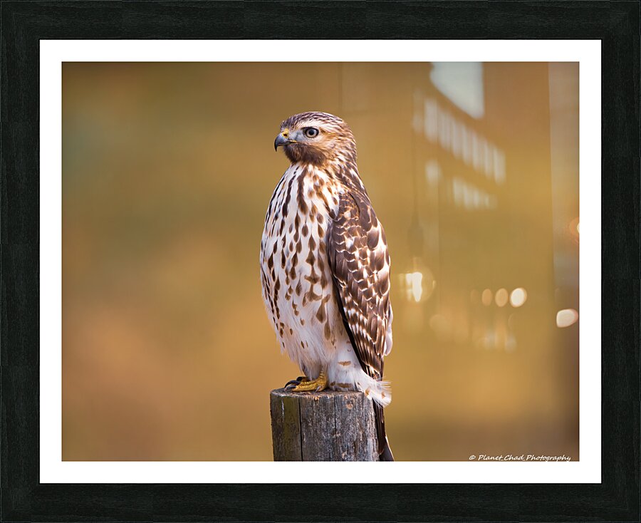 Red Shouldered Hawk - Perfect Pose  Framed Print Print