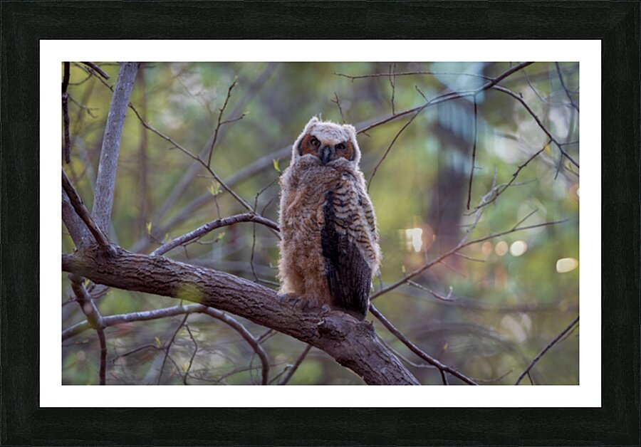 Great Horned Owlet  Framed Print Print