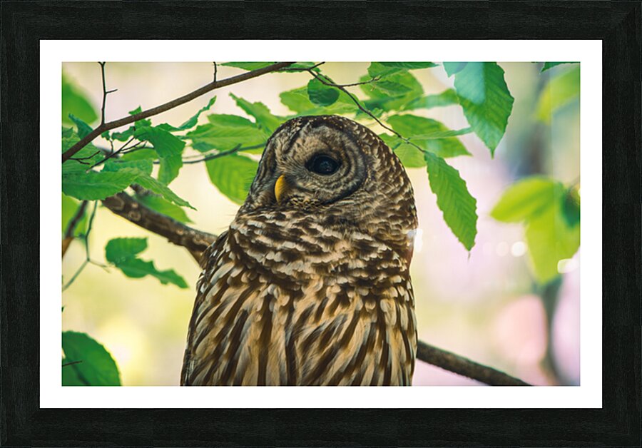 Barred Owl - Reflection  Framed Print Print