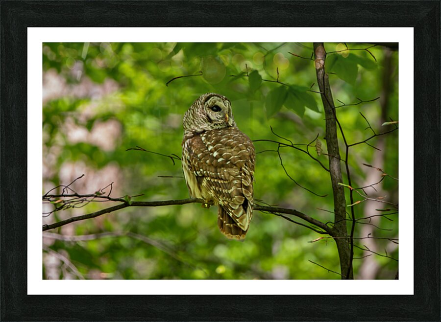 Barred Owl In Tree  Framed Print Print