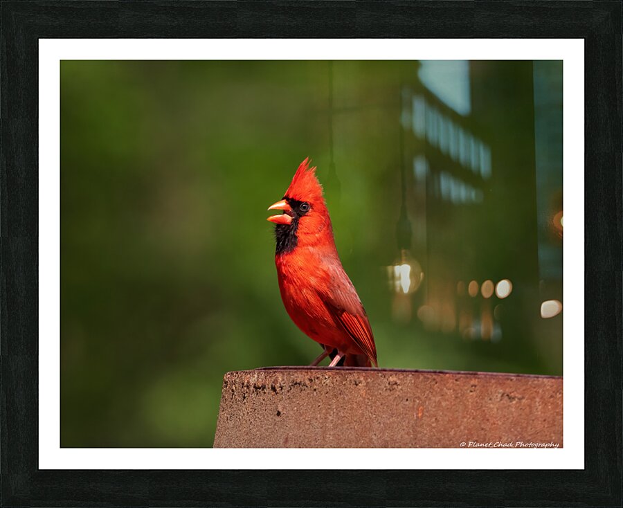 Singing Cardinal  Framed Print Print