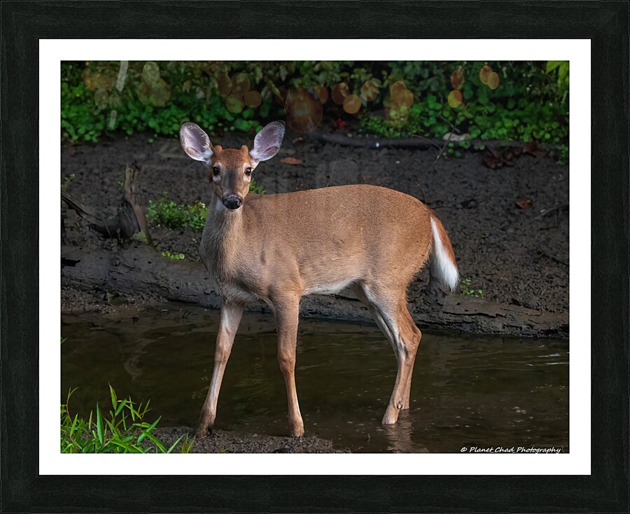 Playful White Tailed Deer in Creek  Framed Print Print