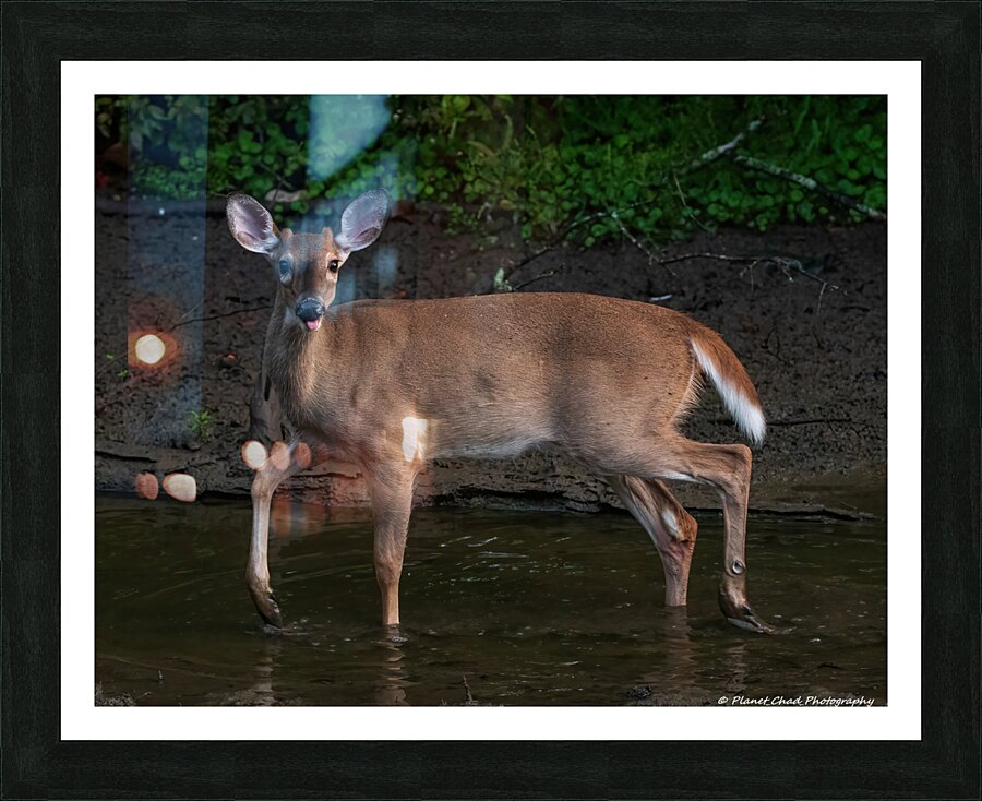 Playful Deer - Sticking Tongue Out  Framed Print Print