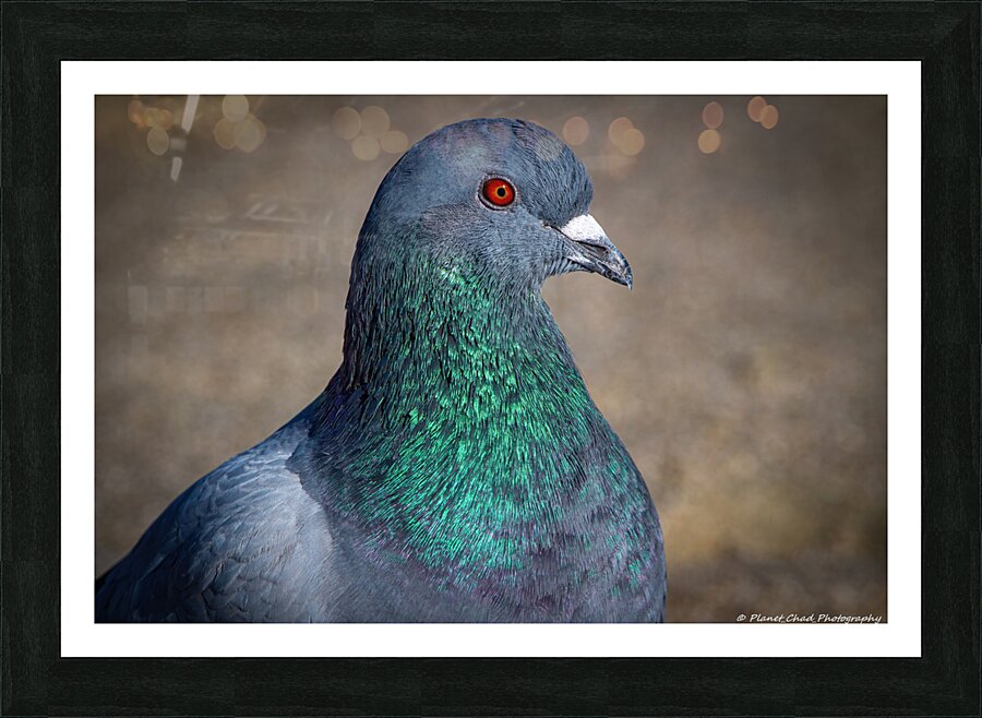 Rock Pigeon Portrait  Framed Print Print